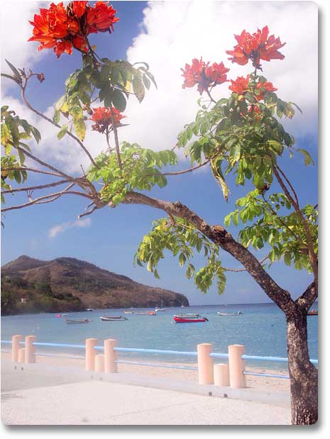 Plage du bourg des Anses d'Arlet