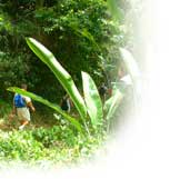 randos martinique; randos à la martinique; randonnées à la martinique; randos en martinique